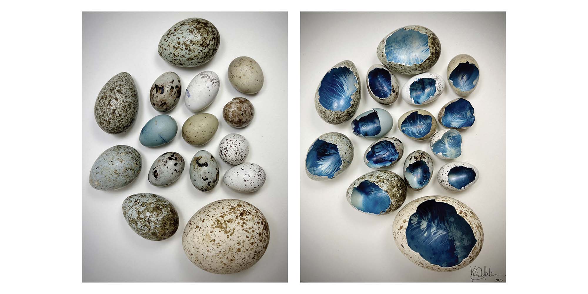 Speckled eggs whole and next image is of bird eggs open with cobalt blue interiors with feathers