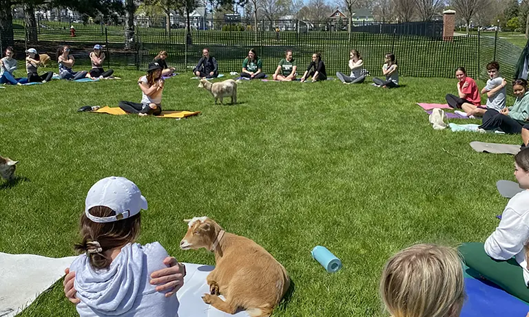 goat yoga